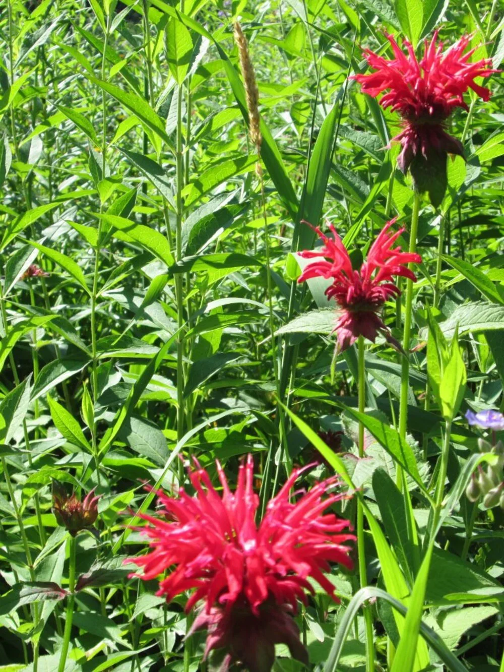 8 scarlett Red bee balm Monarda perennial live plants zone 3-8